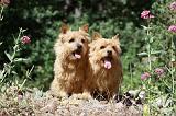 NORWICH TERRIER 085